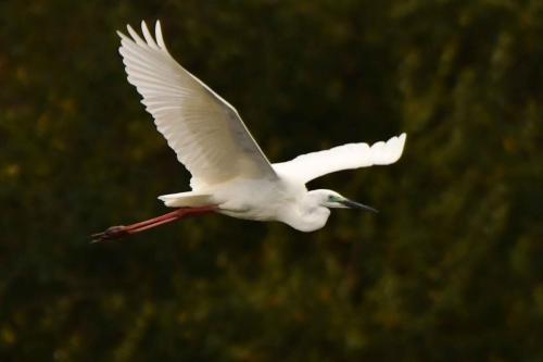 Grande aigrette