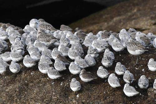 Bécasseaux variables, bécasseaux sanderlings; pluviers argentés