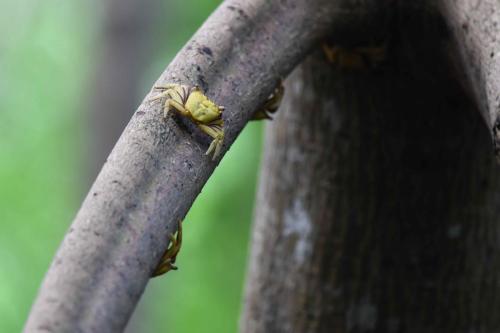 Crabes de palétuviers