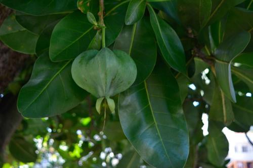 Bonnet de prêtre (Barringtonia asiatica)