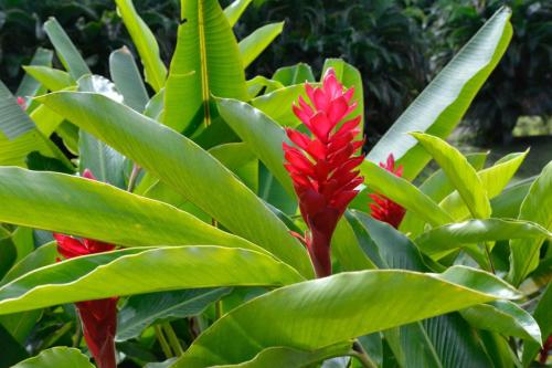 Alpinia