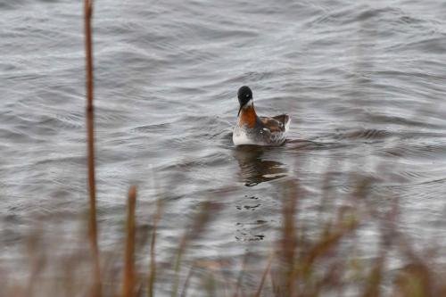 Phalarope à bec étroit