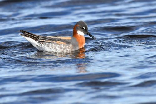 Phalarope à bec étroit, femelle