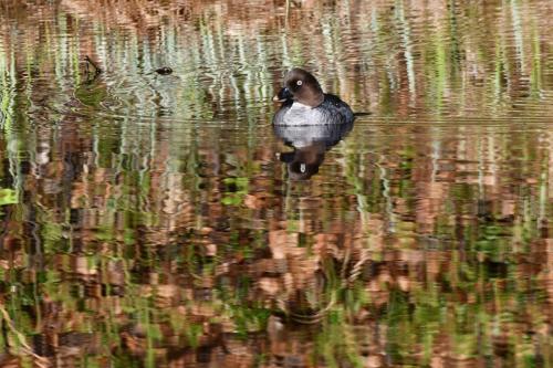 Garrot à oeil d'or, femelle