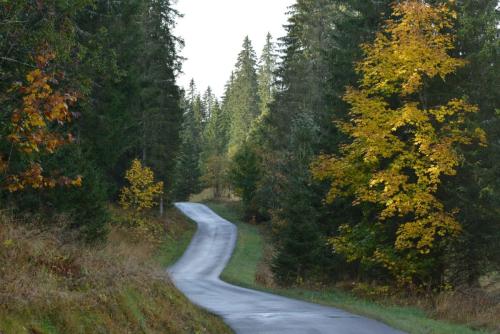 Route forestière de la Combe Sambine