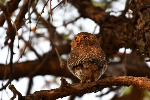 Chevêchette perlée
