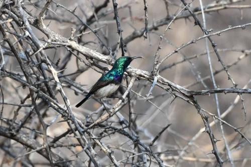 Souimanga à ventre blanc