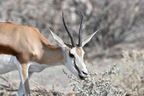 Springbok du Kalahari