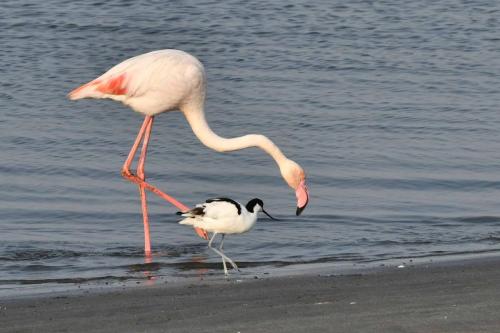 Flamant rose et avocette élégante