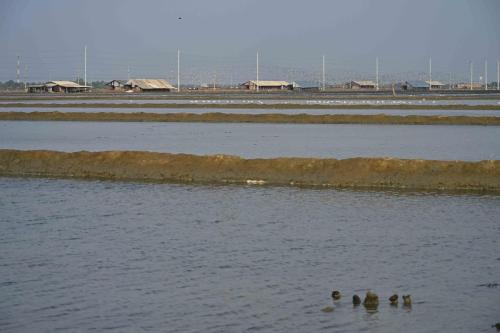 Laem Phak Bia - Marais salants