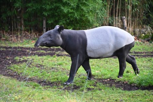 Tapir de Malaisie