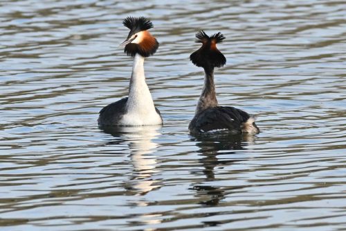 Grèbes huppés