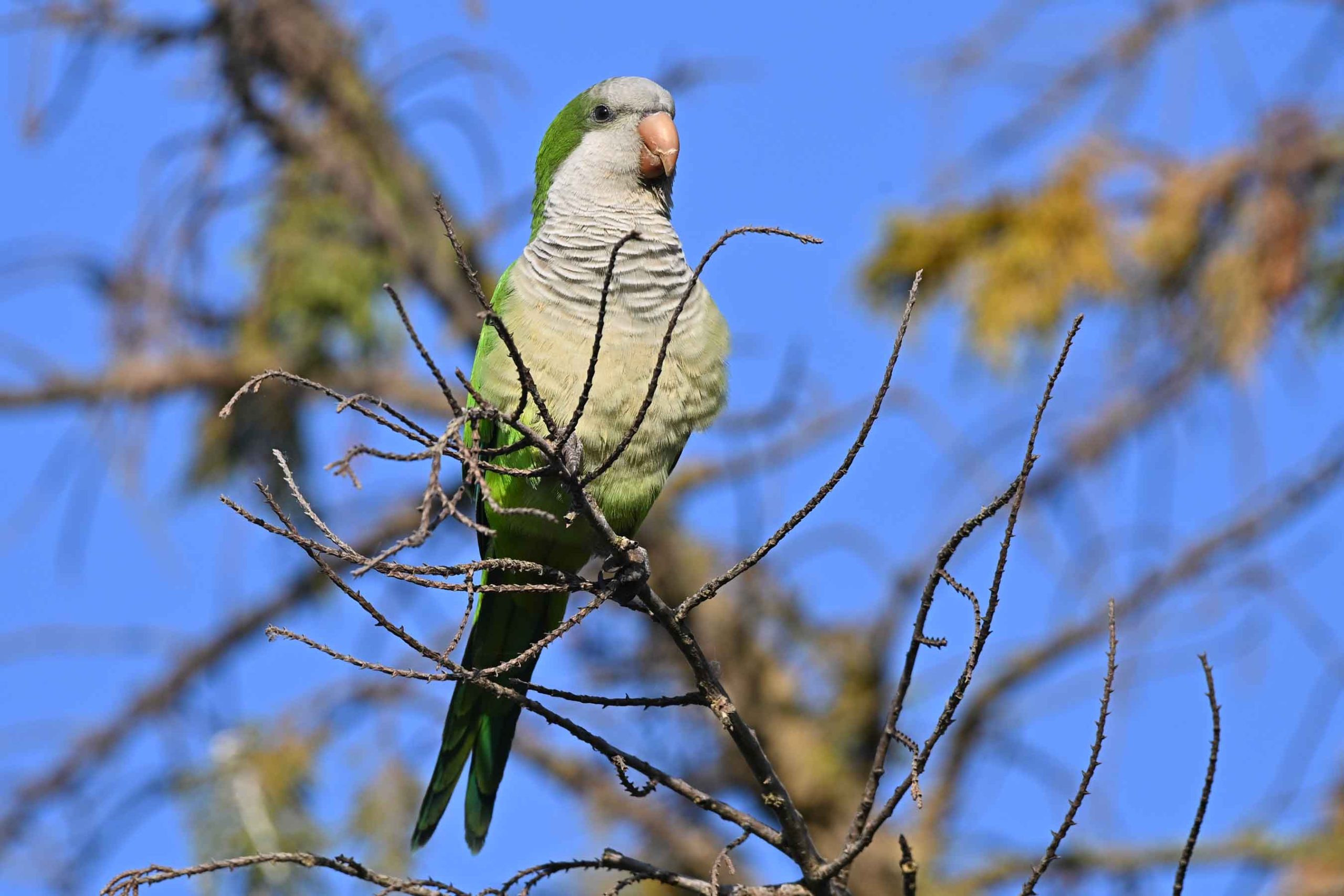 Conure veuve