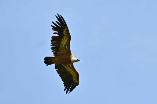 Vautour fauve