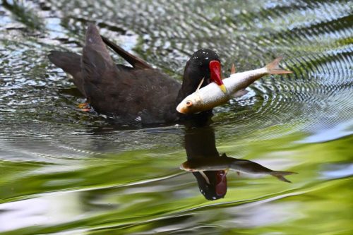 Poule d'eau