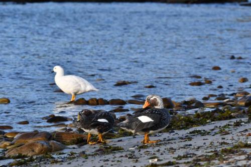 Brassemers des Malouines et Ouette marine (mâle)