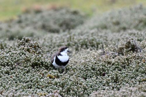 Gravelot des Falkland