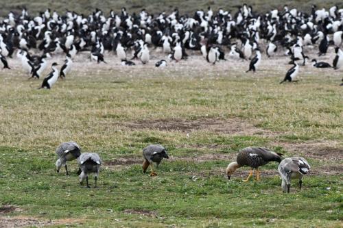 Ouettes de Magellan devant la colonie de cormorans impériaux.