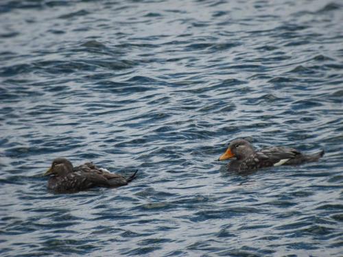Brassemer de Patagonie