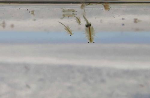 Crevettes que mangent les flamants et qui leur donne leur couleur rose