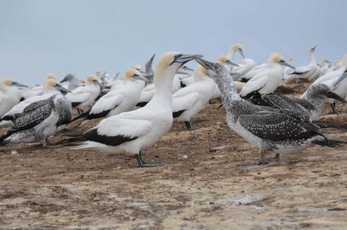 Le jeune stimule son parent pour avoir à manger 