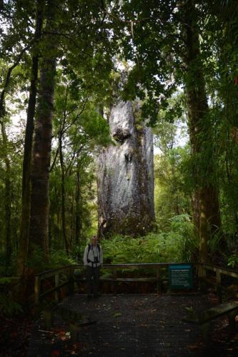Hauteur 29,9 m Circonférence 16,41m