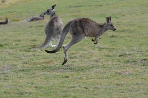 Kangourous