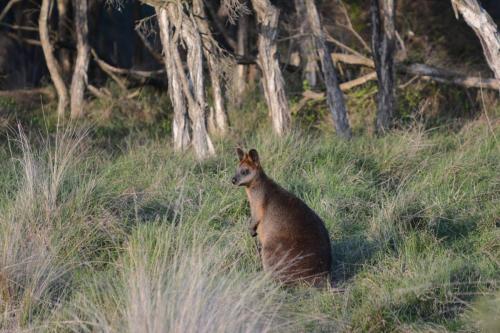 Wallaby noir