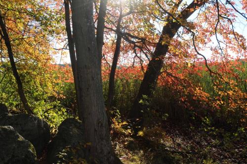 Réserve de Great Meadows