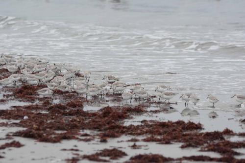 Becasseaux sanderling