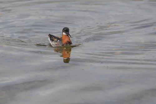 Phalarope à bec étroit