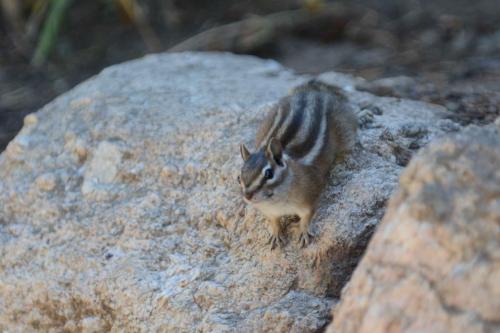 Least chipmunk