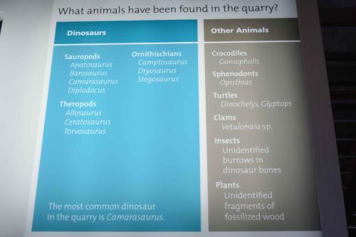 Liste des dinosaures et autres animaux retrouvés dans la carrière