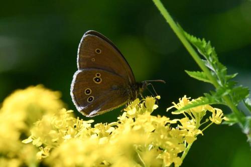 Tristan (Aphantopus hyperantus)
