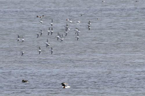 Vol de Bécasseaux sanderlings