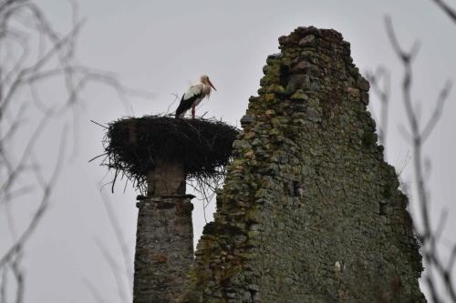 Cigogne blanche au chateau de la Rivière