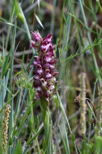 Anacamptis coriophora ?