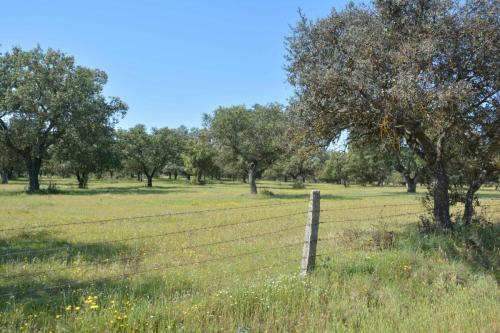 Dehesa paysage typique d'Extremadure