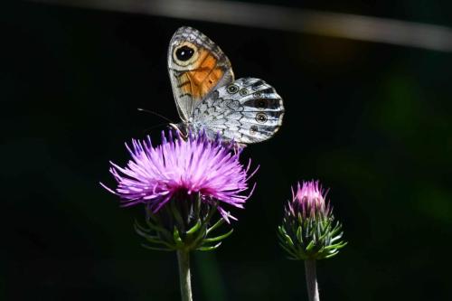 Satyre ou Némusien ?