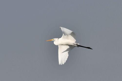 Grande aigrette
