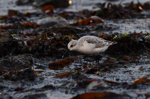 Bécasseau sanderling