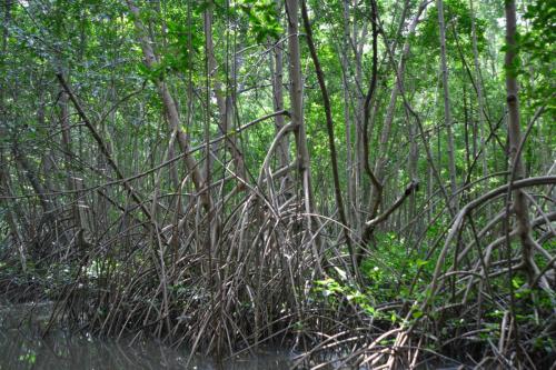 Palétuviers, mangrove de la baie de Génipa