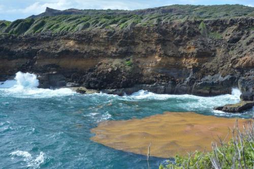 Anse chandelier, algues sargasses