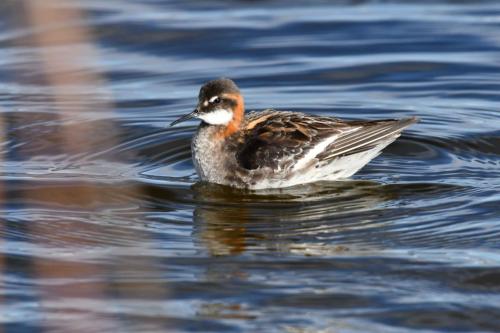 Phalarope à bec étroit, mâle