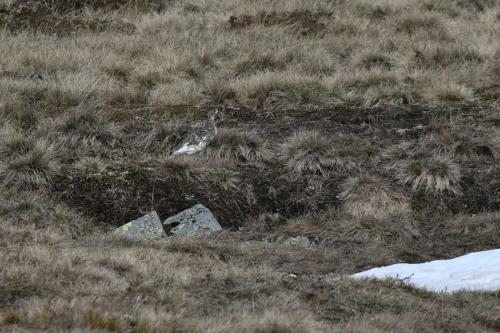 Lagopède alpin, femelle
