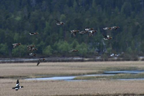 Canards siffleurs et garrot à oeil d'or