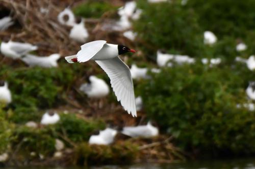 Mouette mélanocéphale