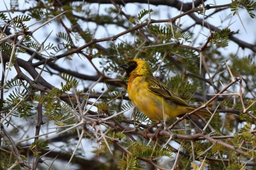 Tisserin à tête rousse