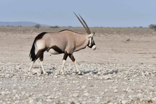 Oryx