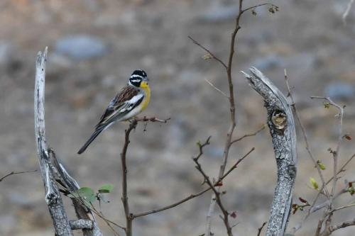 Bruant à poitrine dorée